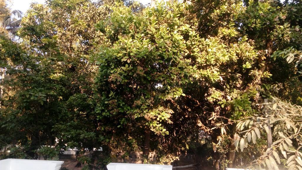 柴瑞海滩Coconut Garden公寓 外观 照片